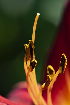 花蕊