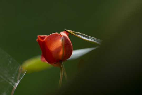 月季花