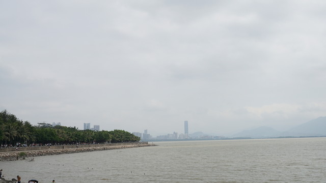 紅樹林海邊