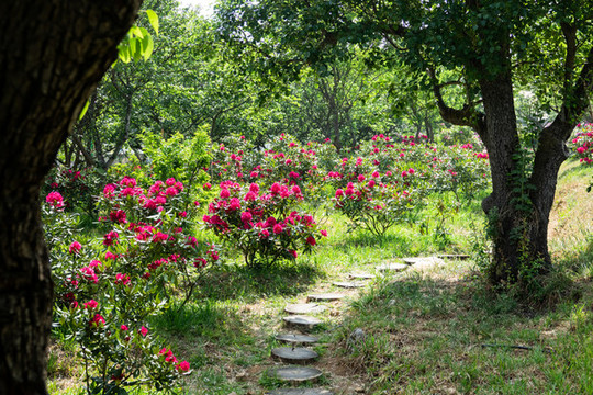 開滿杜鵑花的山路