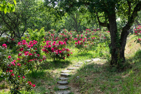 開滿鮮花的山路