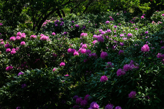 林下杜鵑花