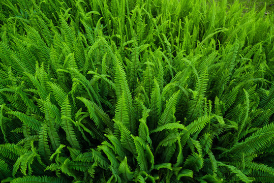 綠葉植物墻背景素材