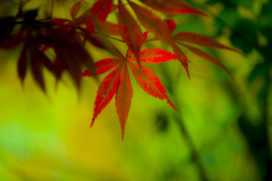楓葉