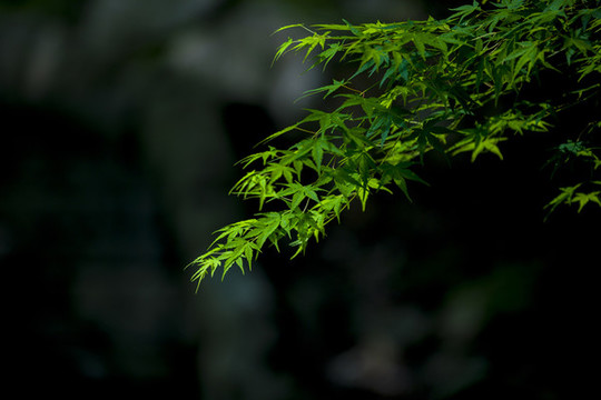 雞爪槭