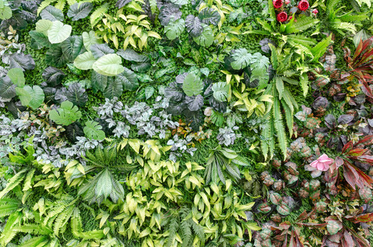 綠色植物墻