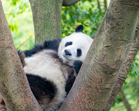 可愛的熊貓