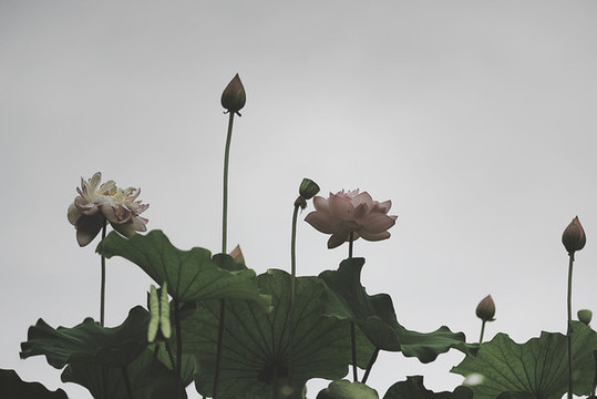 荷花倒影