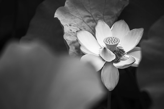 荷花