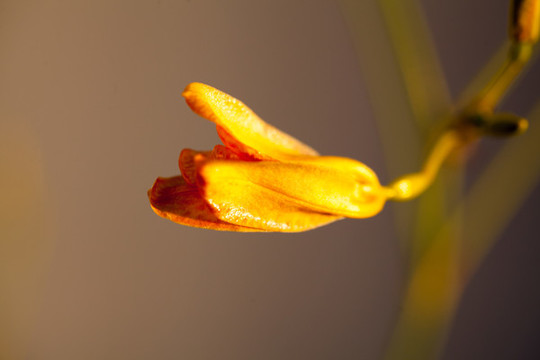 射干花卉特寫