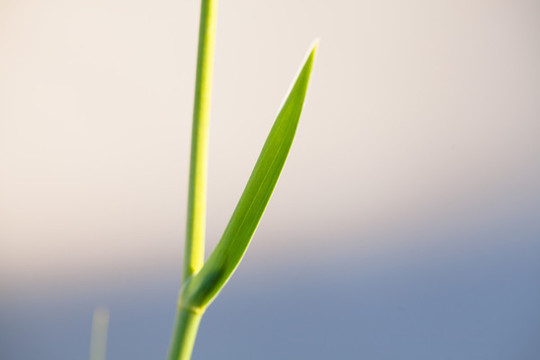 綠色花卉莖葉特寫