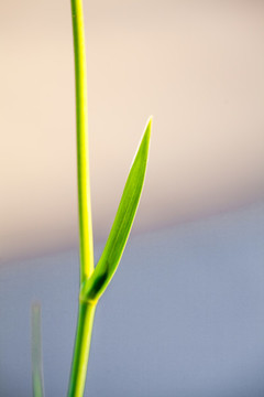 綠色花卉莖葉特寫(xiě)