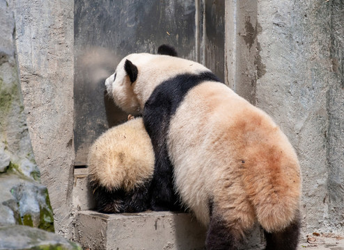 可愛(ài)的熊貓