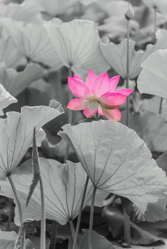 荷花