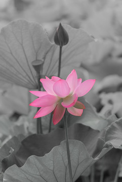 荷花