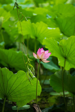 荷花