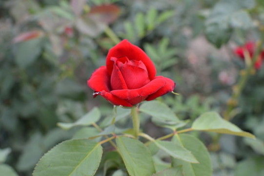 月季花
