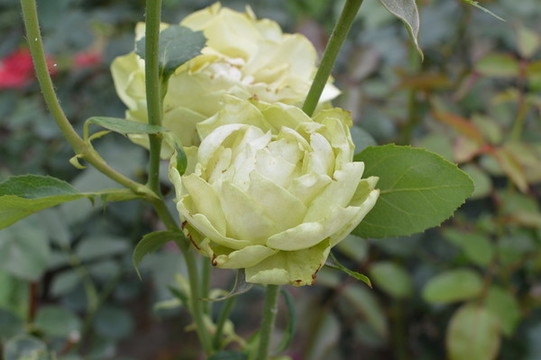 月季花