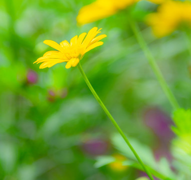 小雛菊