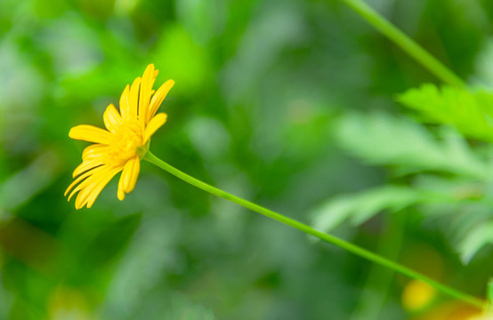 小雛菊