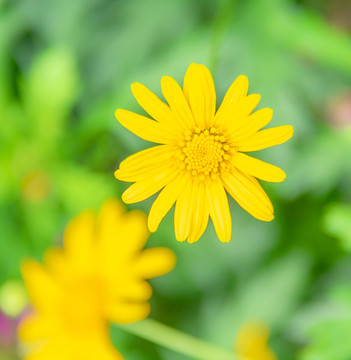 小雛菊
