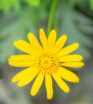 小雛菊