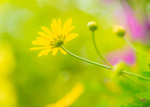 小雛菊