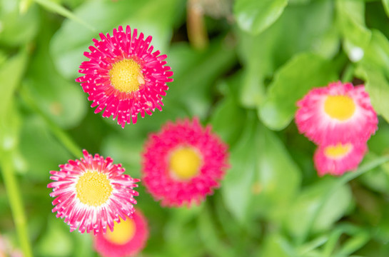 小雛菊