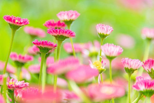 小雛菊