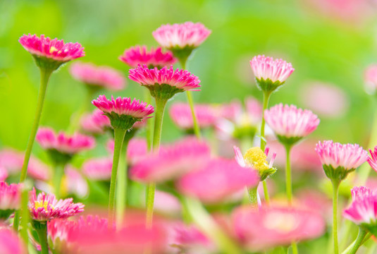 小雛菊
