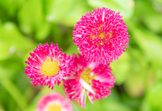 小雛菊