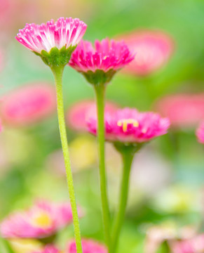 小雛菊