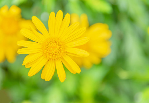 小雛菊