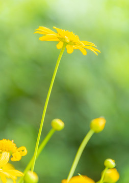 小雛菊