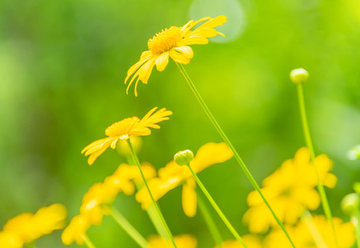 小雛菊