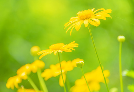 小雛菊