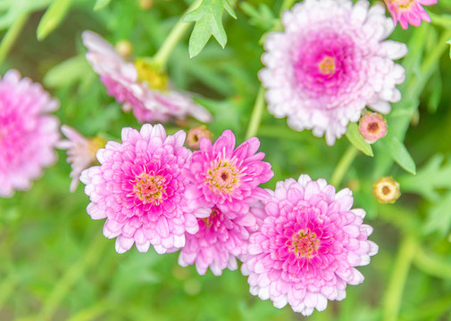 小雛菊