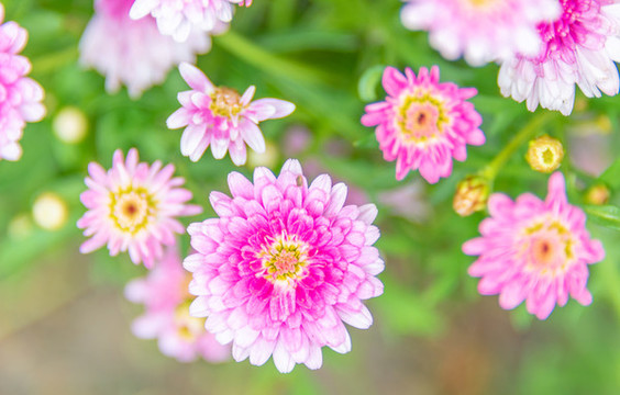 小雛菊