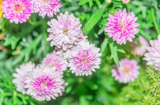 小雛菊