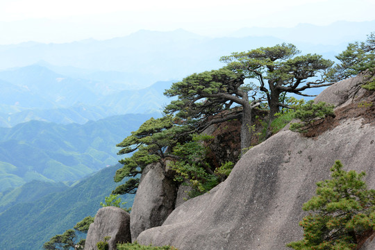 黃山松