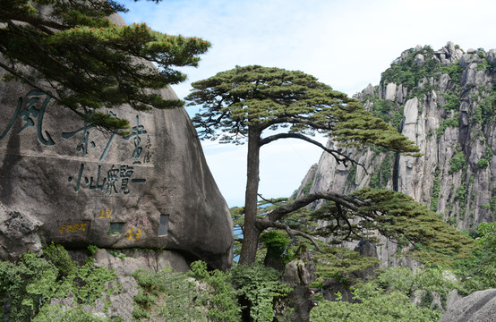 黃山迎客松