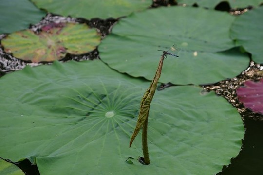 蓮葉