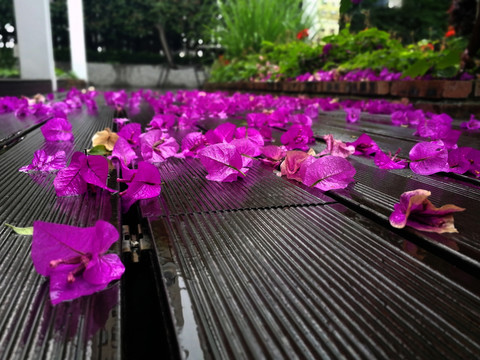 雨后三角梅