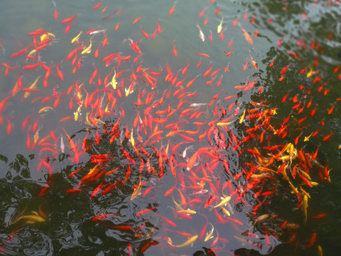 錦鯉