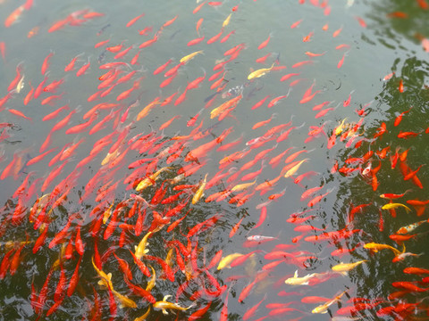 錦鯉