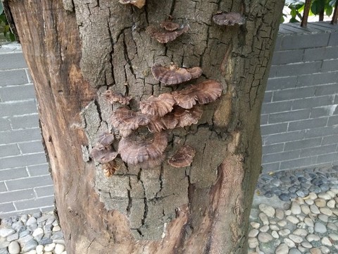 菌