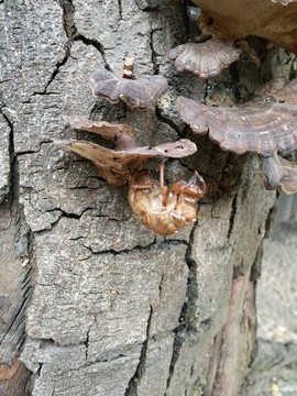 菌