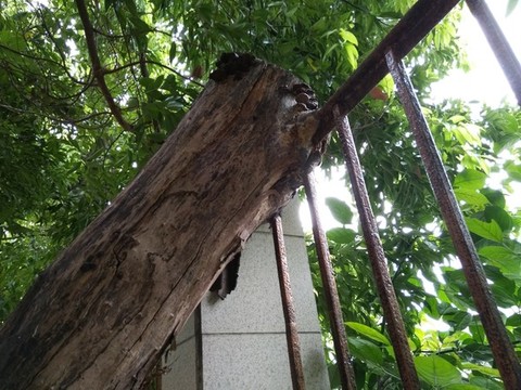 靈芝樹