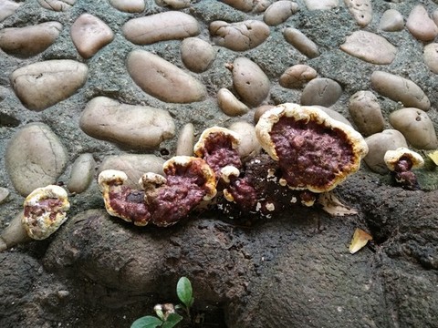靈芝樹