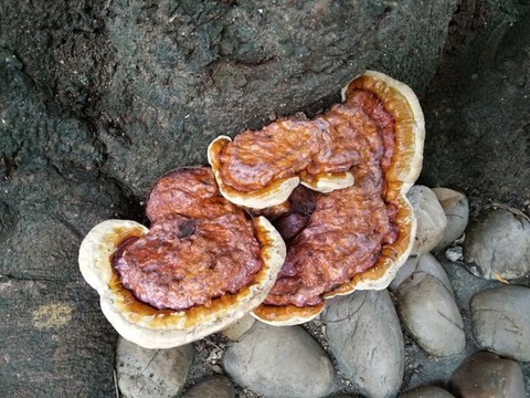 靈芝樹